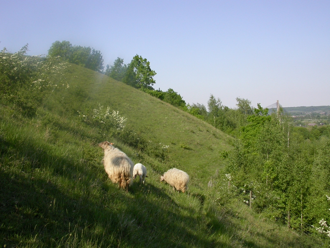 Moutons sur la Montagne Saint-Pierre